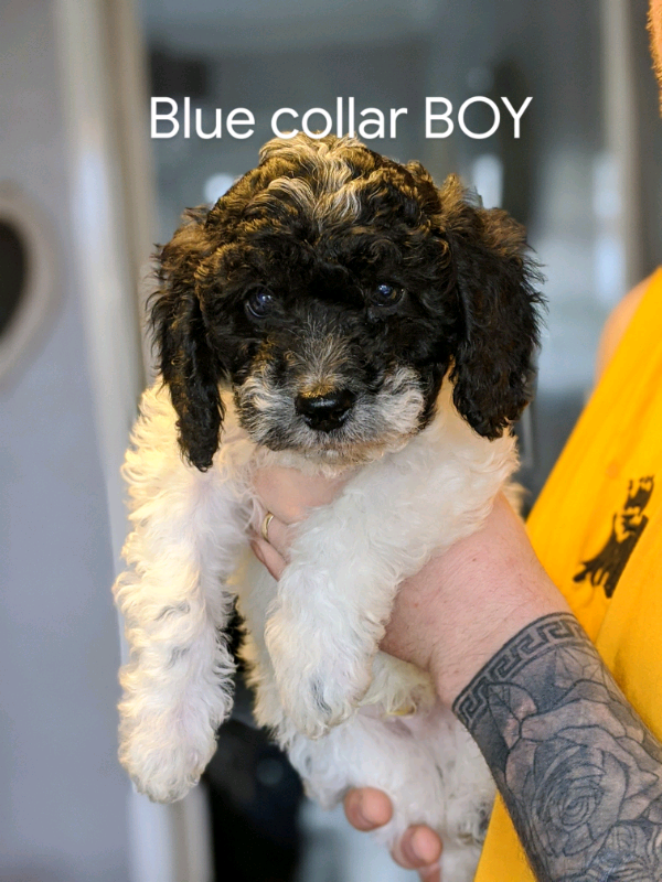 miniature poodle gumtree